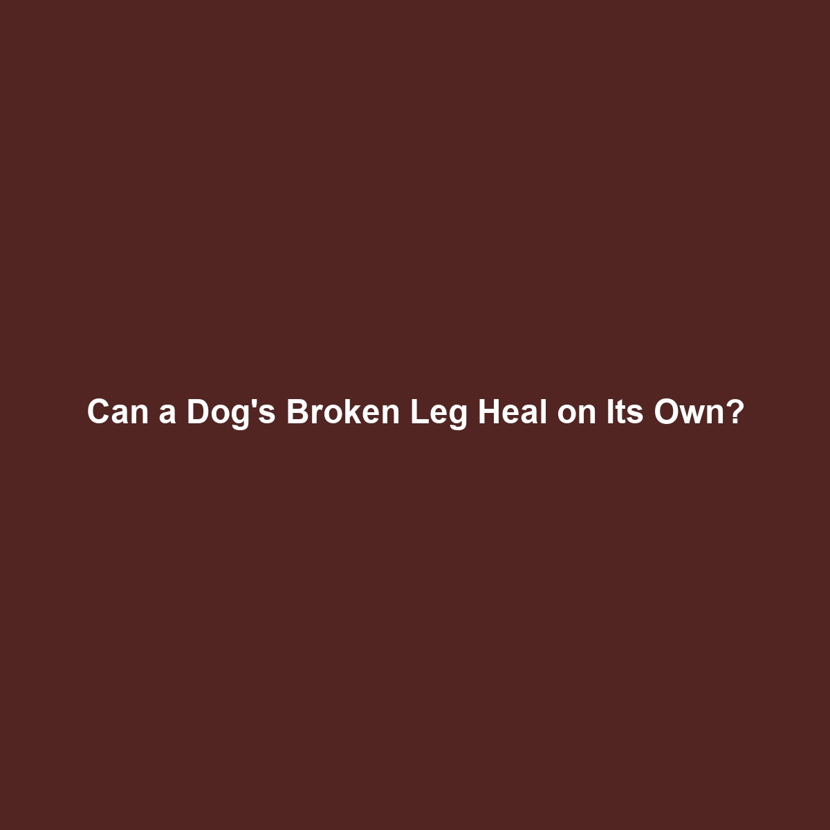 Can a Dog’s Broken Leg Heal on Its Own?