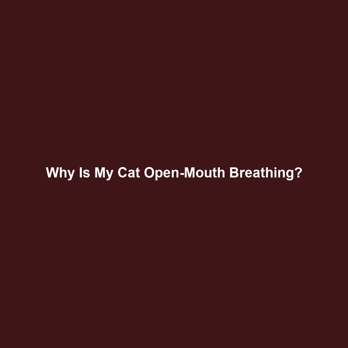 Why Is My Cat Open-Mouth Breathing?