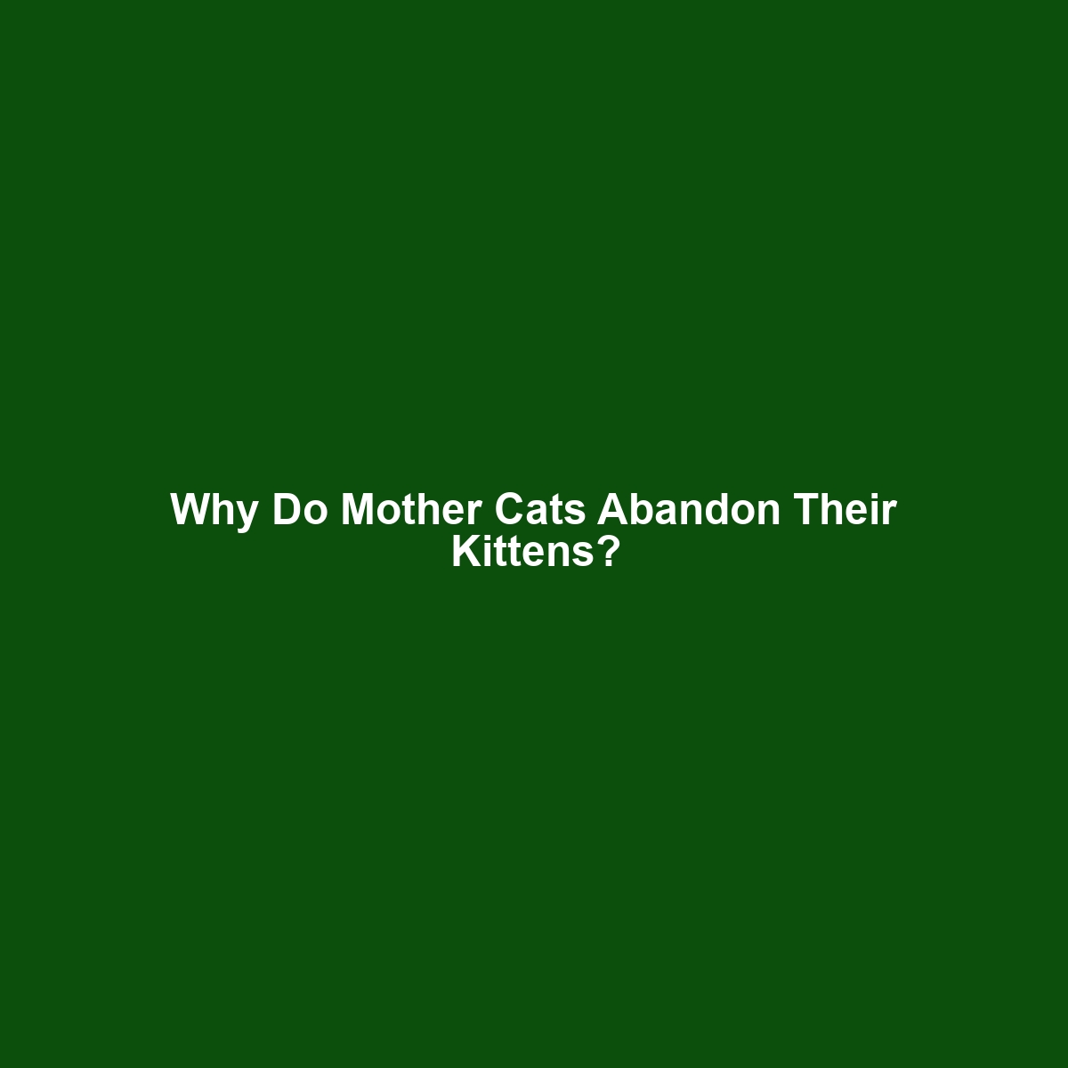 Why Do Mother Cats Abandon Their Kittens?